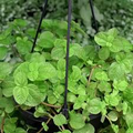 Creeping Charlie Friendship Plant (Pilea Nummulariifolia) - Rooted Live Plant, Ground Cover