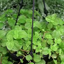 Creeping Charlie Friendship Plant (Pilea Nummulariifolia) - Rooted Live Plant, Ground Cover