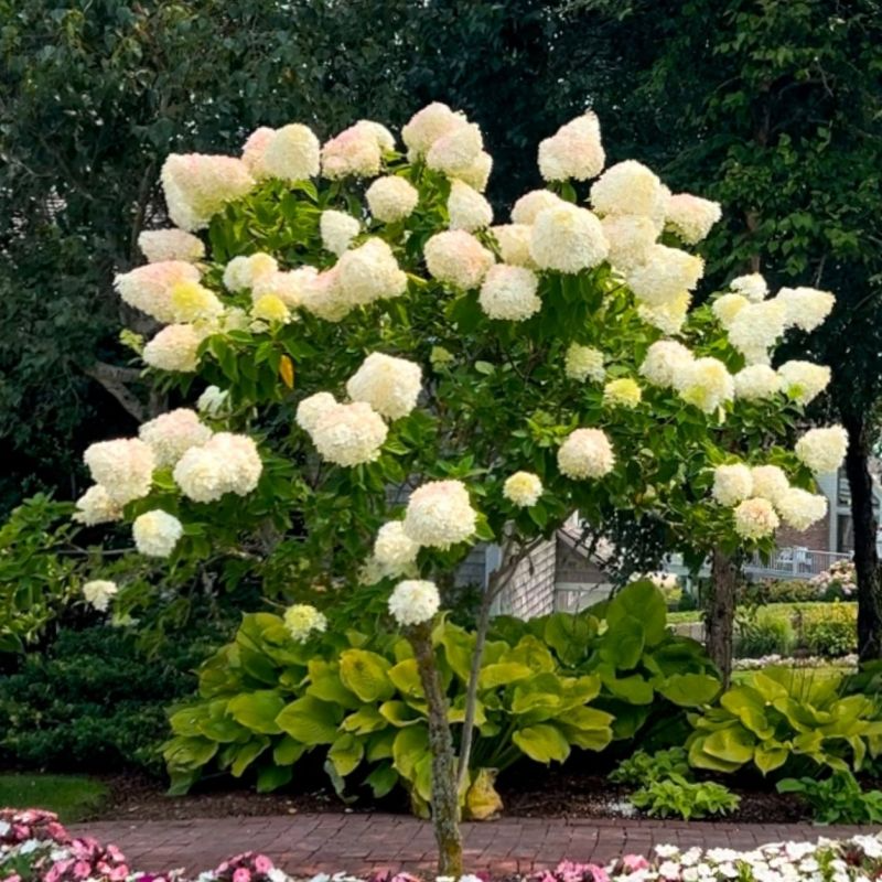 Limelight Hydrangea Cuttings (6-Rooted) Hydrangea paniculata 'Limelight' — 6-10 Inch, Zones 3-8