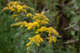 Solidago nemoralis Goldenrod Bare Root Plants - 3 Pack