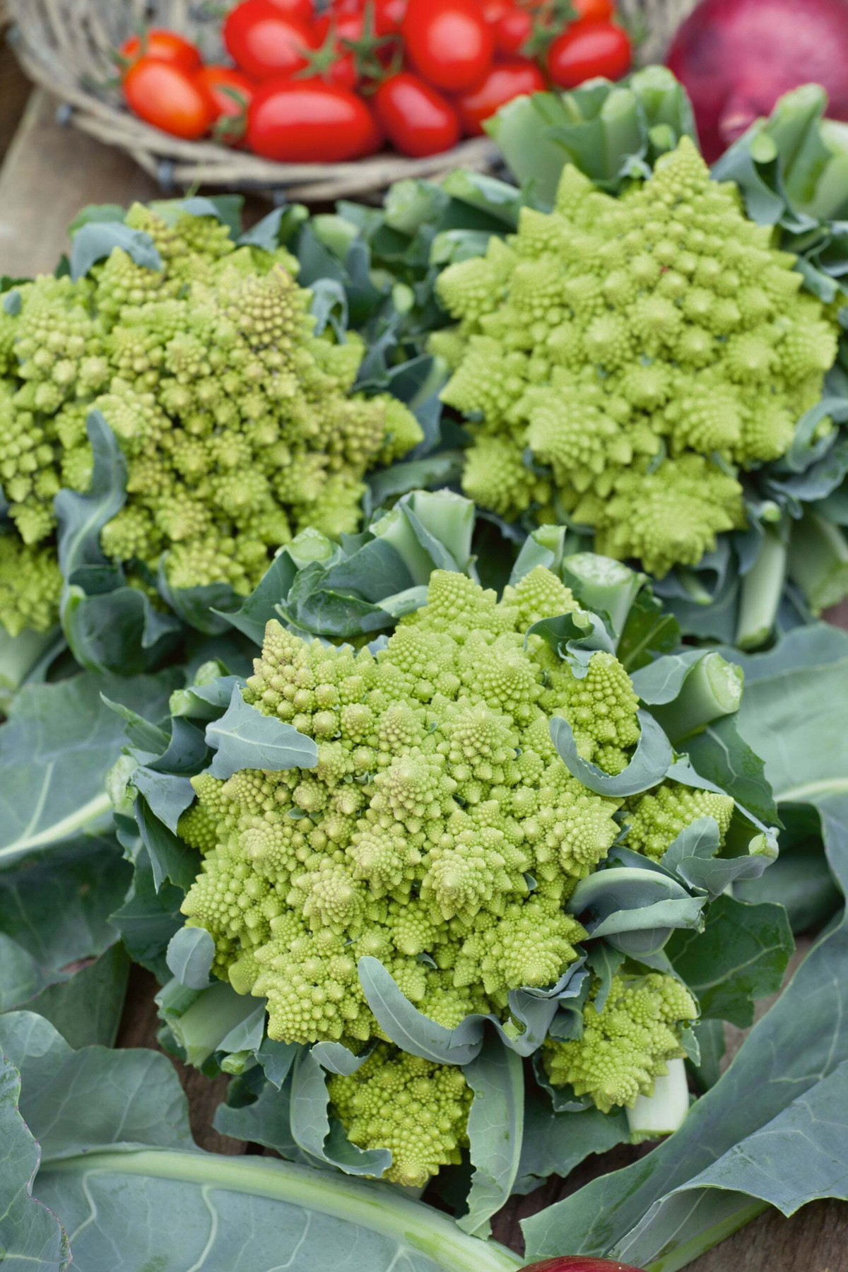 Romanesco Broccoli Seeds - 250+ Brassica oleracea, Non-GMO Heirloom, Spiral Heads