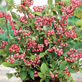 Pink Lemonade Blueberry Plants (Vaccinium Rabbiteye) – 5 Live Starter Plants