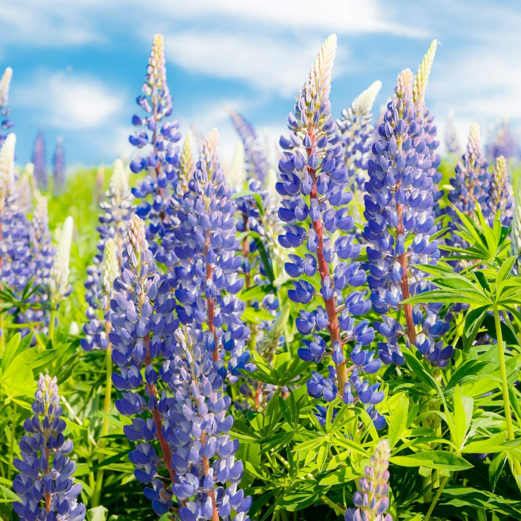 Lupine Perennial Blue Seeds (Lupinus perennis) - 25 Seeds, Hardy, Attracts Pollinators