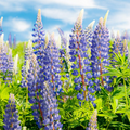 Lupine Perennial Blue Seeds (Lupinus perennis) - 25 Seeds, Hardy, Attracts Pollinators