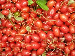 Goumi Cuttings (Elaeagnus multiflora) - 4 Unrooted Cuttings, Edible Red Berries, Nitrogen-Fixing