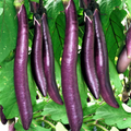 150 Long Purple Eggplant Seeds | Solanum melongena – Heirloom, Non-GMO