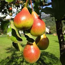 Moonglow Pear Tree Scions (3 Unrooted Cuttings) 6-10 in | Pyrus communis for Grafting & Rooting