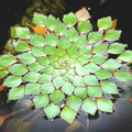 Ludwigia sedioides Water Mosaic Plant Cuttings (4) - Floating Aquatic Plant