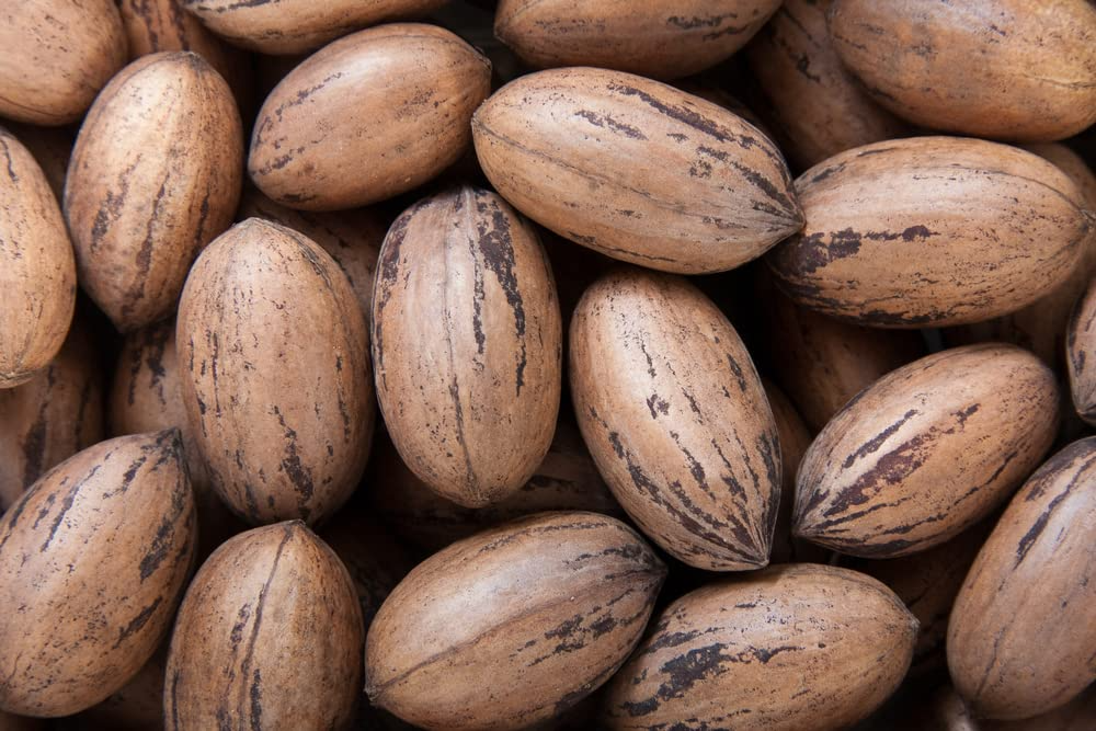 Pecan Tree Seeds (Carya illinoinensis) – 5 Seeds for Nut Tree, Fast-Growing Shade & Orchard