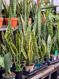 Sansevieria Trifasciata Snake Plant in 4" Pot - Low Maintenance Indoor Houseplant, Air Purifying