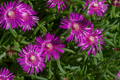 Delosperma Creeping Ice Plant - 12 Unrooted Cuttings (Purple/Pink) 4-7"