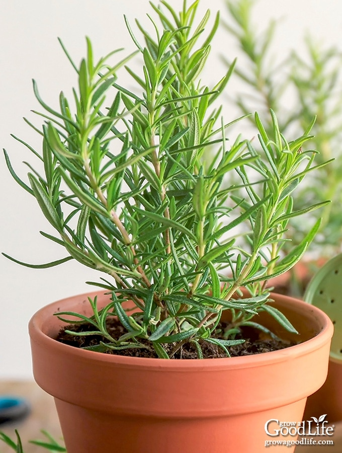 Organic Rosemary Herb Cuttings (Rosmarinus officinalis) - 9 Unrooted, ~10" Each