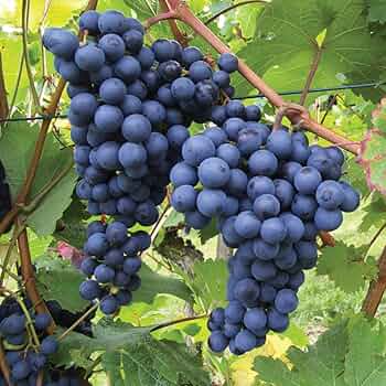 5 Cold Hardy Unrooted Grape Cuttings | Vitis spp. Easy to Root, Cold Tolerant
