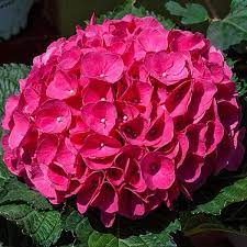 Magenta Hydrangea Cuttings - 8 Live Stems, 6" | Hydrangea macrophylla Cutting