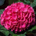 Magenta Hydrangea Cuttings - 8 Live Stems, 6" | Hydrangea macrophylla Cutting