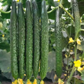 Asian Suyo Long Cucumber Seeds - Heirloom, Non-GMO, 60 Seeds