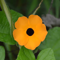 Black Eyed Susan Vine Seeds (Thunbergia alata) - 100 Non-GMO Seeds for Vertical Gardens