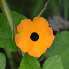 Black Eyed Susan Vine Seeds (Thunbergia alata) - 100 Non-GMO Seeds for Vertical Gardens