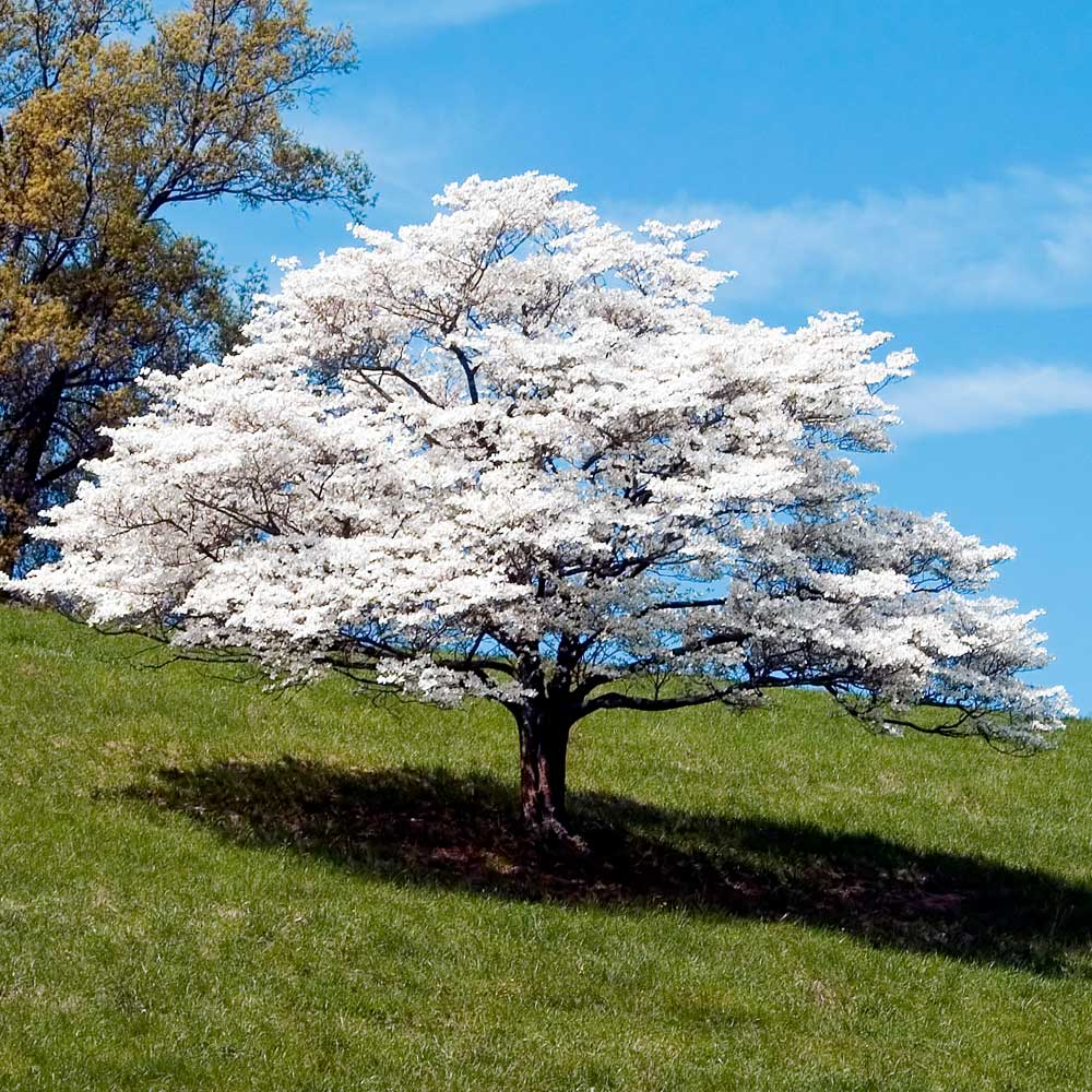 White Dogwood Tree (Cornus florida) - 6 Unrooted Cuttings, 6" Each, Heirloom