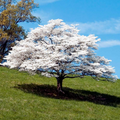 White Dogwood Tree (Cornus florida) - 6 Unrooted Cuttings, 6" Each, Heirloom