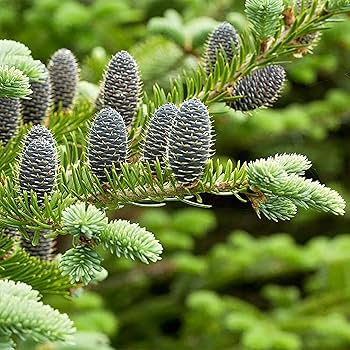 Abies balsamea Seeds - Balsam Fir (30 seeds) from Lake States | Cold-Hardy Evergreen for Planting & Landscaping