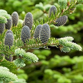 Abies balsamea Seeds - Balsam Fir (30 seeds) from Lake States | Cold-Hardy Evergreen for Planting & Landscaping
