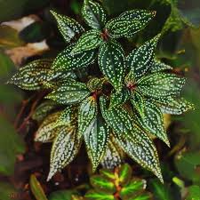 Sonerila 'Galaxy' Terrarium Plant | Rare Melastomataceae, Potted with Roots, Low-Medium Light