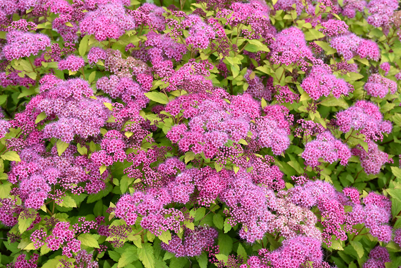 Magic Carpet Spirea Cuttings - Unrooted (10) 6-8" | Easy to Grow, Colorful Foliage