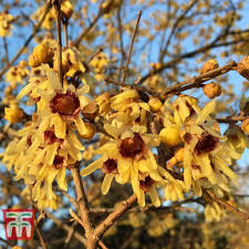 Wintersweet Seeds (Chimonanthus praecox) – 10 Non-GMO Seeds for Fragrant Winter Blooms