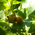 Bitternut Hickory Tree Live Cuttings (Carya cordiformis) - 8" Unrooted Cuttings