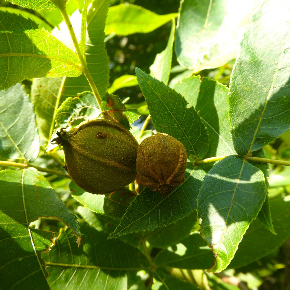Bitternut Hickory Tree Live Cuttings (Carya cordiformis) - 8" Unrooted Cuttings
