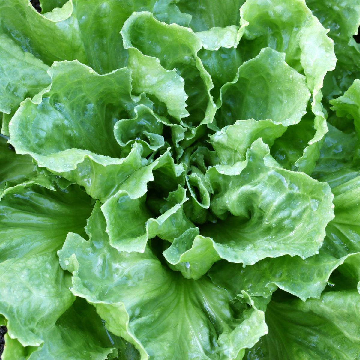 Endive Broadleaf Batavian Seeds (Cichorium endivia) - 850 Non-GMO Heirloom for Salads & Garden