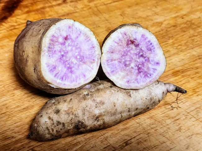 Okinawa Purple & Beauregard Sweet Potato Cuttings (5 Each) - Ipomoea batatas