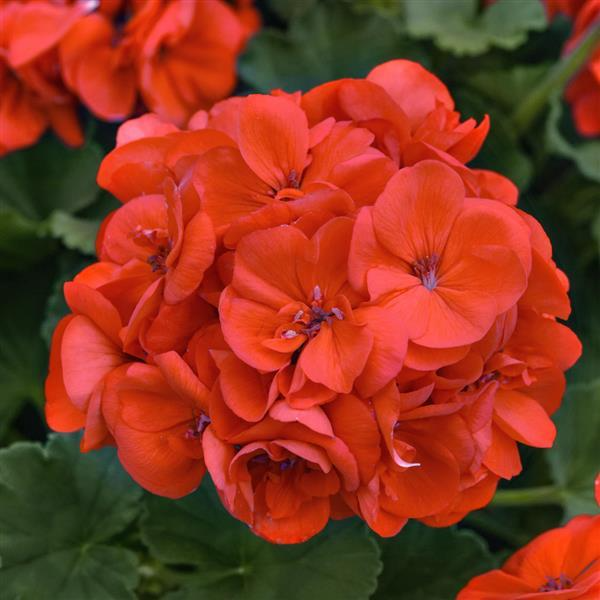 Pelargonium Geranium Cuttings - 3 Unrooted Red-Orange Flower Stems (5") for USDA Zones 9-11