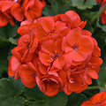 Pelargonium Geranium Cuttings - 3 Unrooted Red-Orange Flower Stems (5") for USDA Zones 9-11