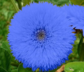Blue Teddy Bear Sunflower Seeds - 50 Seeds, Heirloom, Pollinator Friendly