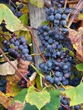 Concord Grape Thin Cuttings (12) Unrooted 6+" Vitis labrusca ‘Concord’ | Hardy Zone 4-8