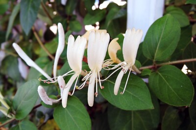 Japanese Honeysuckle Cuttings (Lonicera japonica) - 10 Live Vine Clippings