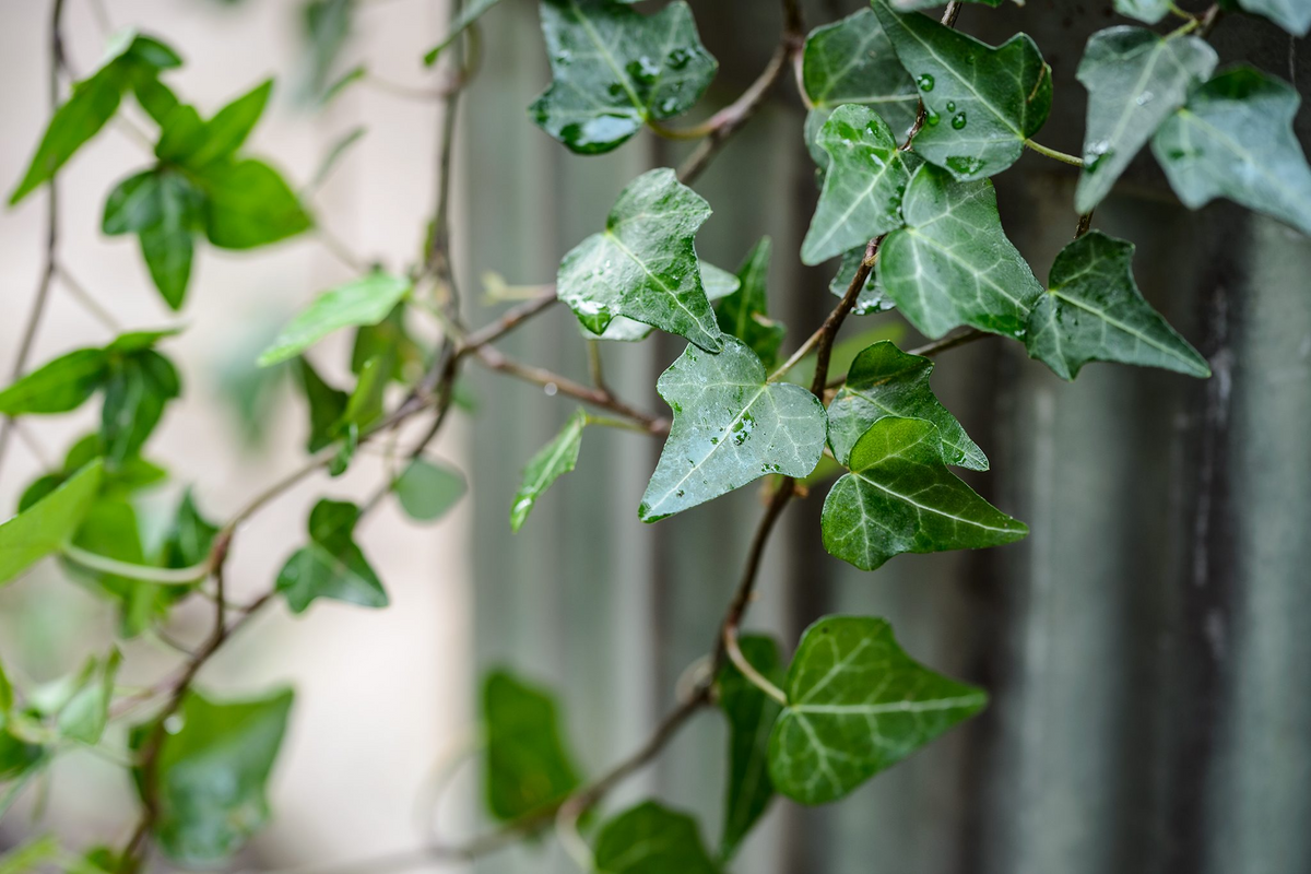 English Ivy Cuttings - 12 Rooted Cuttings, Hedera helix - Indoor/Outdoor, Fast-Growing