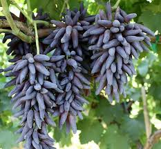 Witch Fingers Grape Cuttings (2) - Vitis vinifera Unrooted, Waxed Ends for Propagation