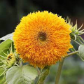Yellow Enchanting Giant Teddy Bear Sunflower Seeds - 50 Seeds, Non-GMO Heirloom
