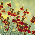 Mexican Hat (Ratibida columnifera) Seeds - 250 Seeds for Meadows & Pollinator Gardens