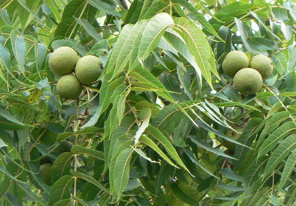 16 Black Walnut Cuttings (Juglans nigra) - Unrooted Propagation Cuttings for Grafting