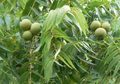 16 Black Walnut Cuttings (Juglans nigra) - Unrooted Propagation Cuttings for Grafting