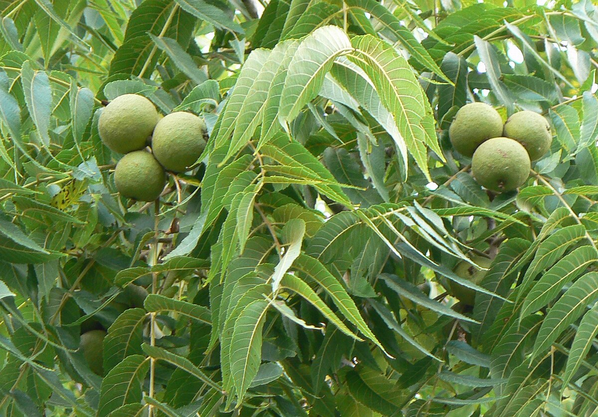 16 Black Walnut Cuttings (Juglans nigra) - Unrooted Propagation Cuttings for Grafting