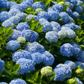 Hydrangea macrophylla Nikko Blue - 6 Rooted Cuttings (7-10 in) Blue Flowers, Shade Tolerant