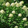 Hydrangea Limelight Rooted Cuttings – 6 Healthy 6-10 in, White to Lime-Green Blooms