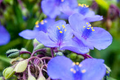 Tradescantia virginiana Cuttings - 10 Blue Spiderwort Stems (Rooted/Unrooted)