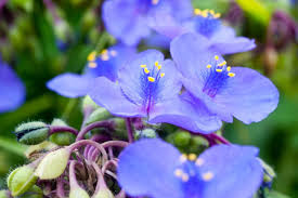 Tradescantia virginiana Cuttings - 10 Blue Spiderwort Stems (Rooted/Unrooted)