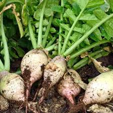 Turnip Seven Top Seeds (Brassica rapa) - 1000 mg Heirloom Green Leaf Seeds for Salads & Greens